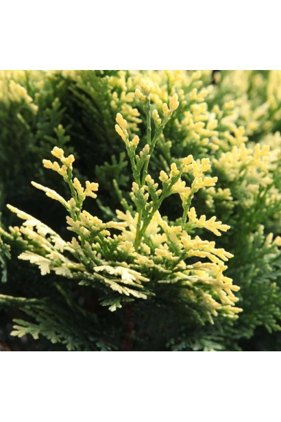 Срібляста хвоя кипарисовика